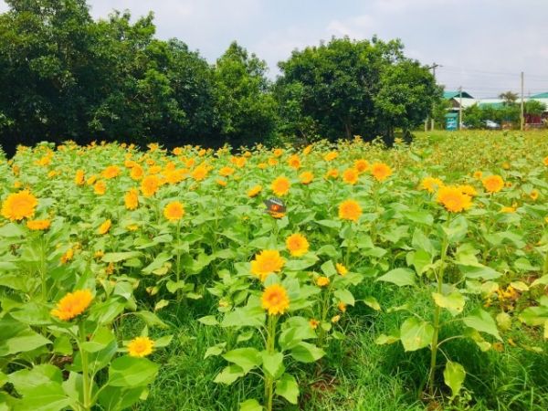 14 Days Land Tour Vietnam Middle South From Ho Chi Minh City